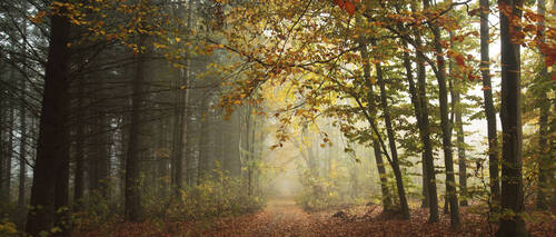 The beautiful avenue in the autumn park with a lot of trees and yellow leaves on the floor