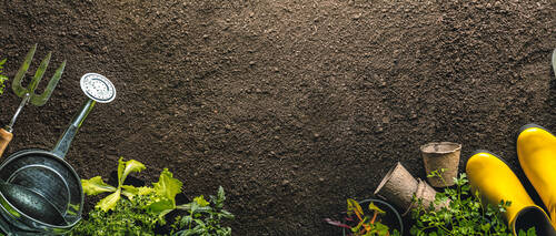 Gardening tools and seedlings on soil