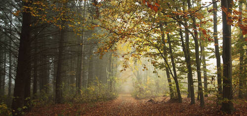 The beautiful avenue in the autumn park with a lot of trees and yellow leaves on the floor